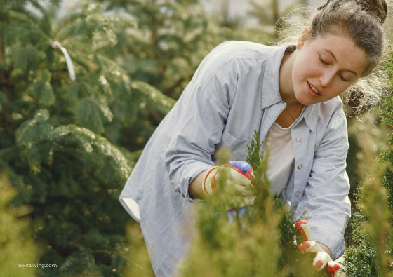 ¿Te gustan las plantas pero no sabes cuidarlas? Estas son para ti