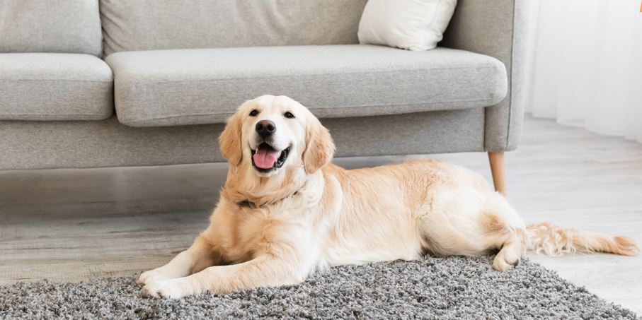 Alkira Learning: Cómo crear el espacio perfecto para tu mascota en tu hogar.